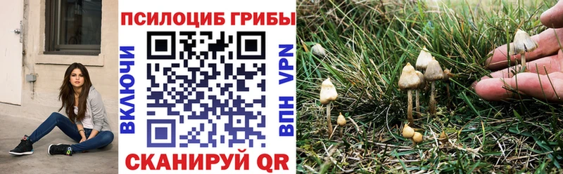 Купить где  Камбарка  Псилоцибиновые грибы Psilocybe 